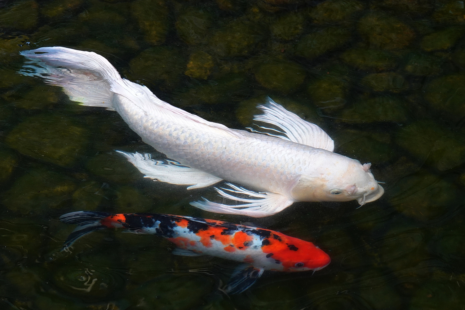 陳永鑑_錦鯉遊蹤_20220209c.jpg