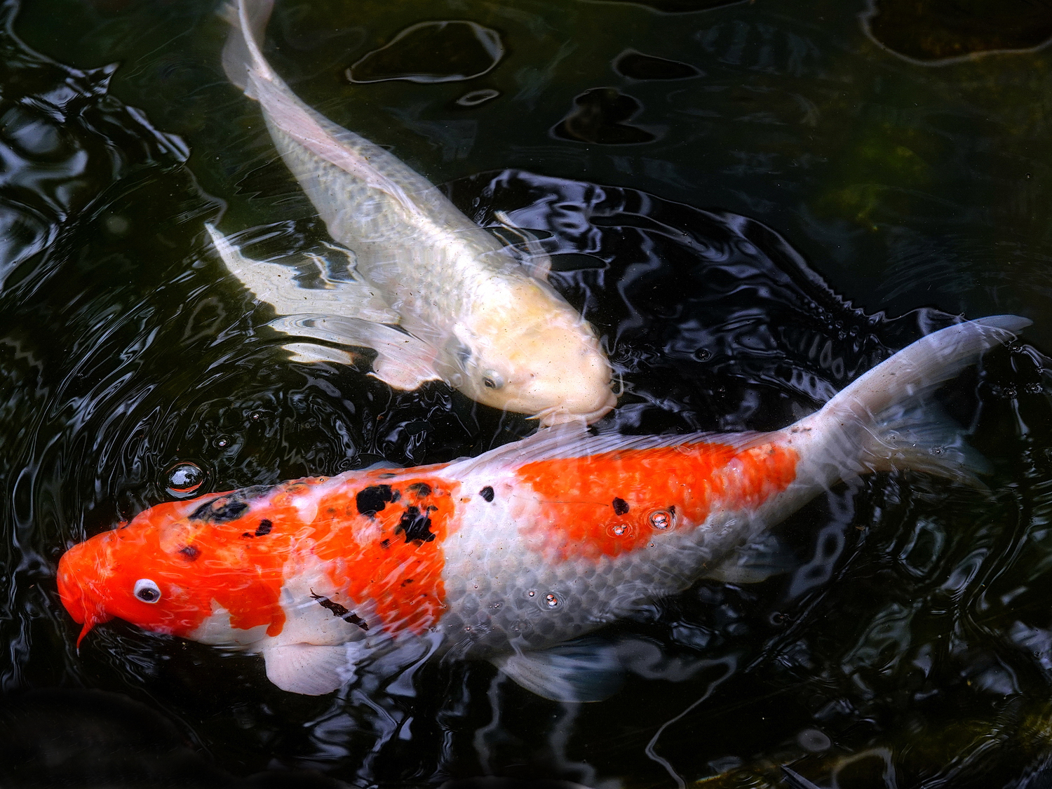 陳永鑑_錦鯉遊蹤_20220209b.jpg