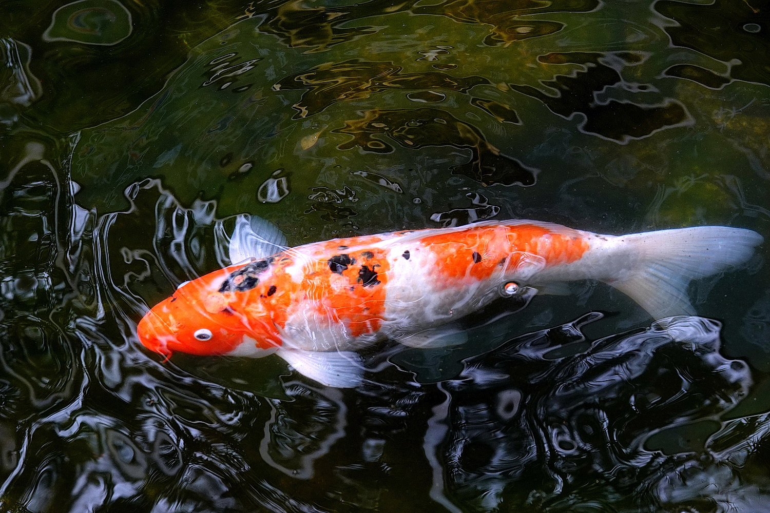 陳永鑑_錦鯉遊蹤_20220209r.jpg