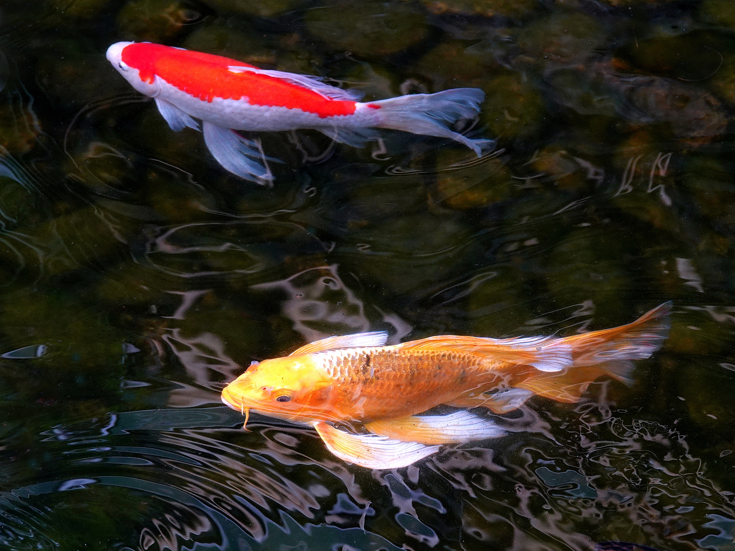 陳永鑑_錦鯉遊蹤_20220209z.jpg