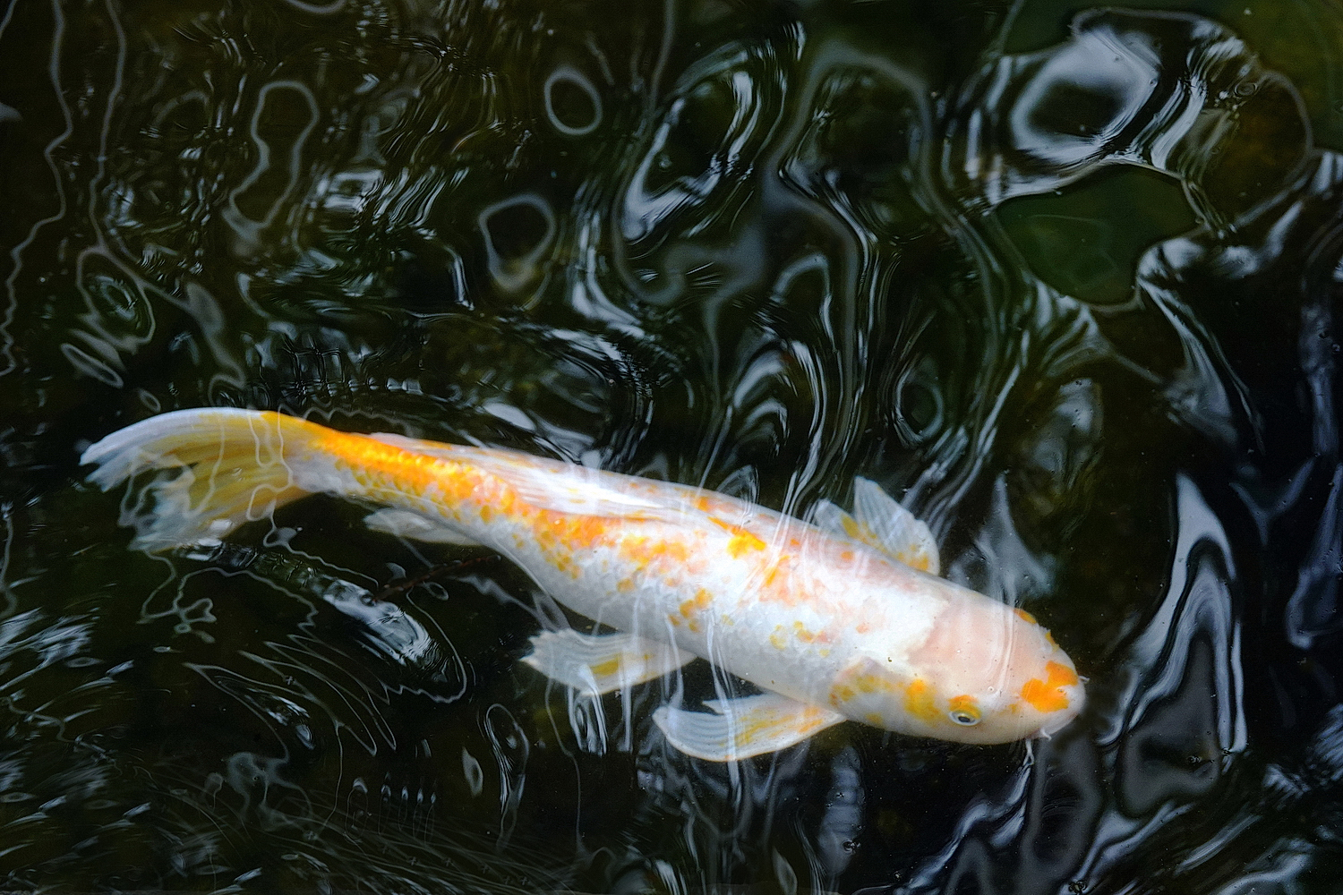 陳永鑑_錦鯉遊蹤_20220209x.jpg