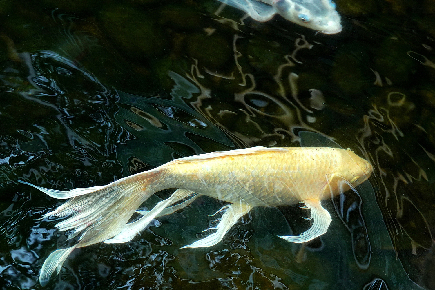 陳永鑑_錦鯉遊蹤_20220210h.jpg