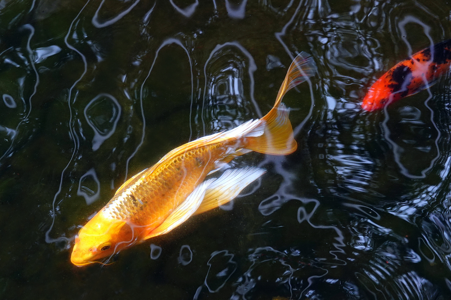 陳永鑑_錦鯉遊蹤_20220210g.jpg