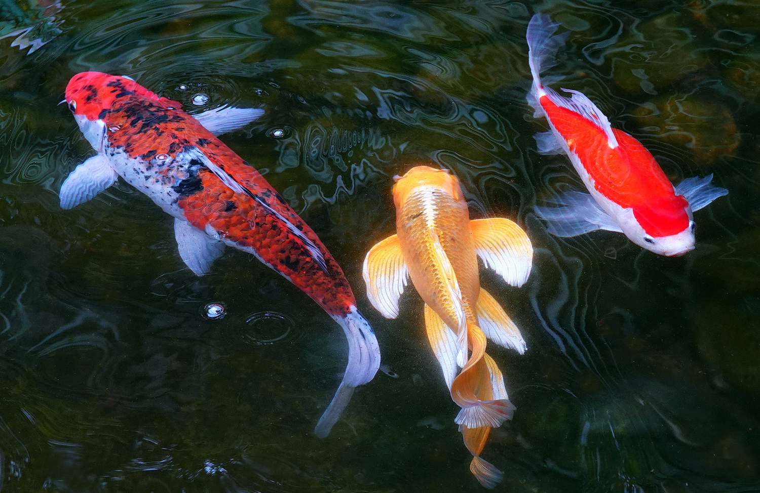 陳永鑑_錦鯉遊蹤_20220210c.jpg
