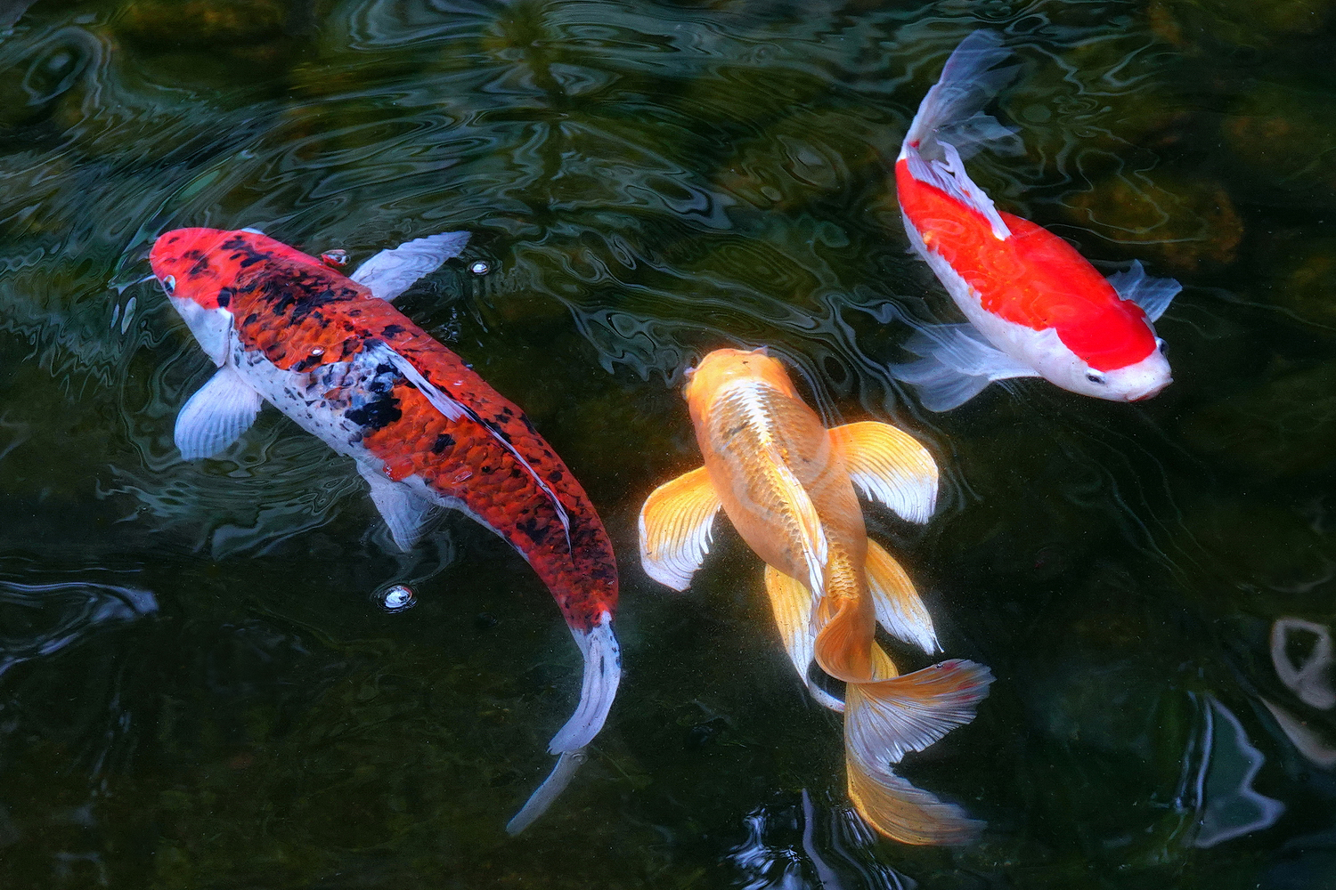 陳永鑑_錦鯉遊蹤_20220210b.jpg