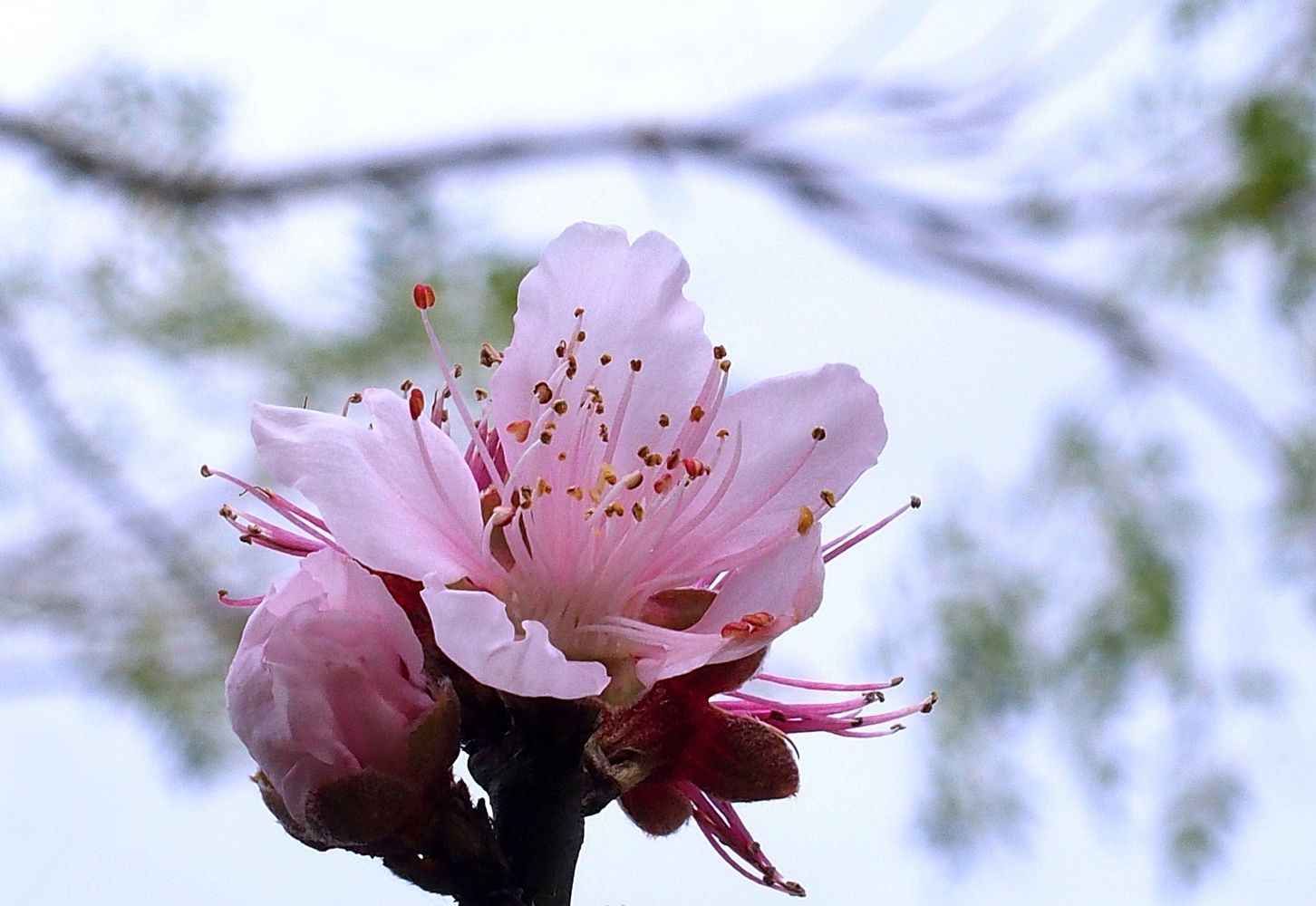 陳永鑑_櫻桃花作品_20220209f.jpg