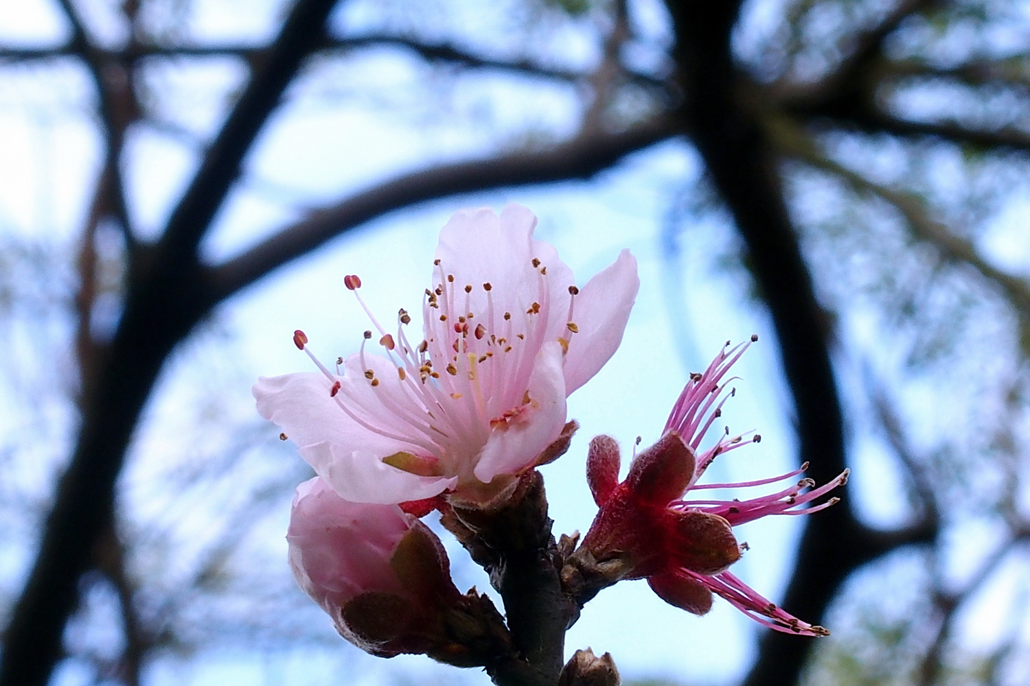 陳永鑑_櫻桃花作品_20220209e.jpg