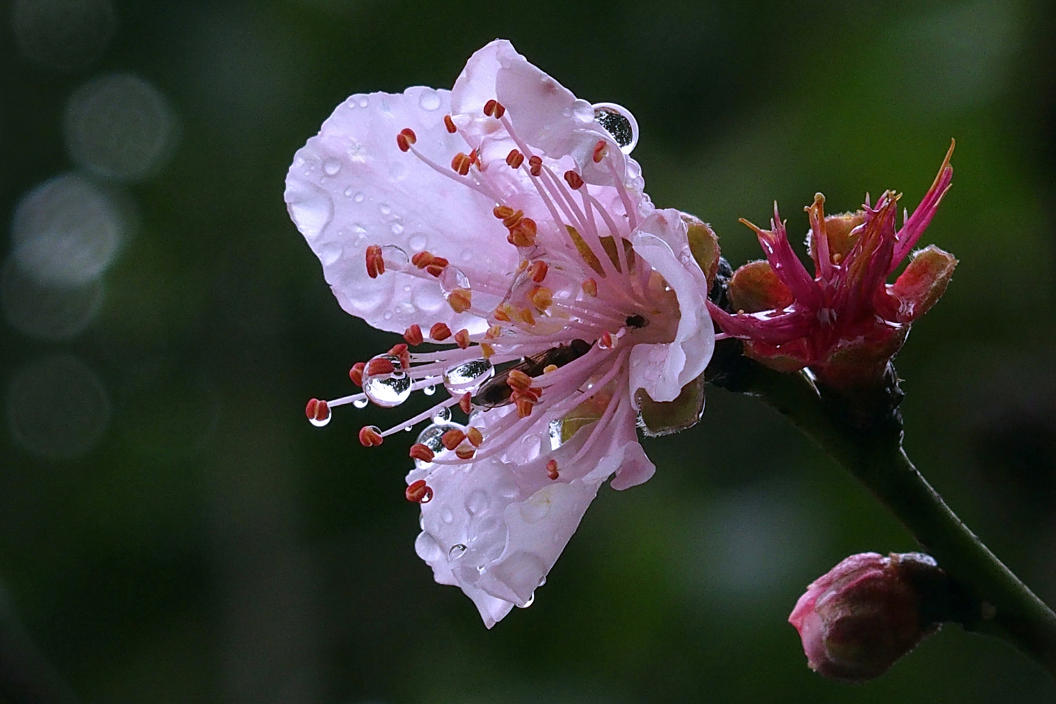 陳永鑑_櫻桃花作品_20220210p.jpg
