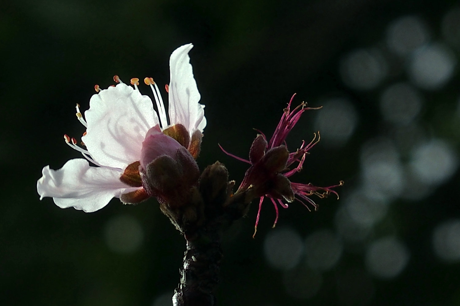 陳永鑑_櫻桃花作品_20220211f.jpg