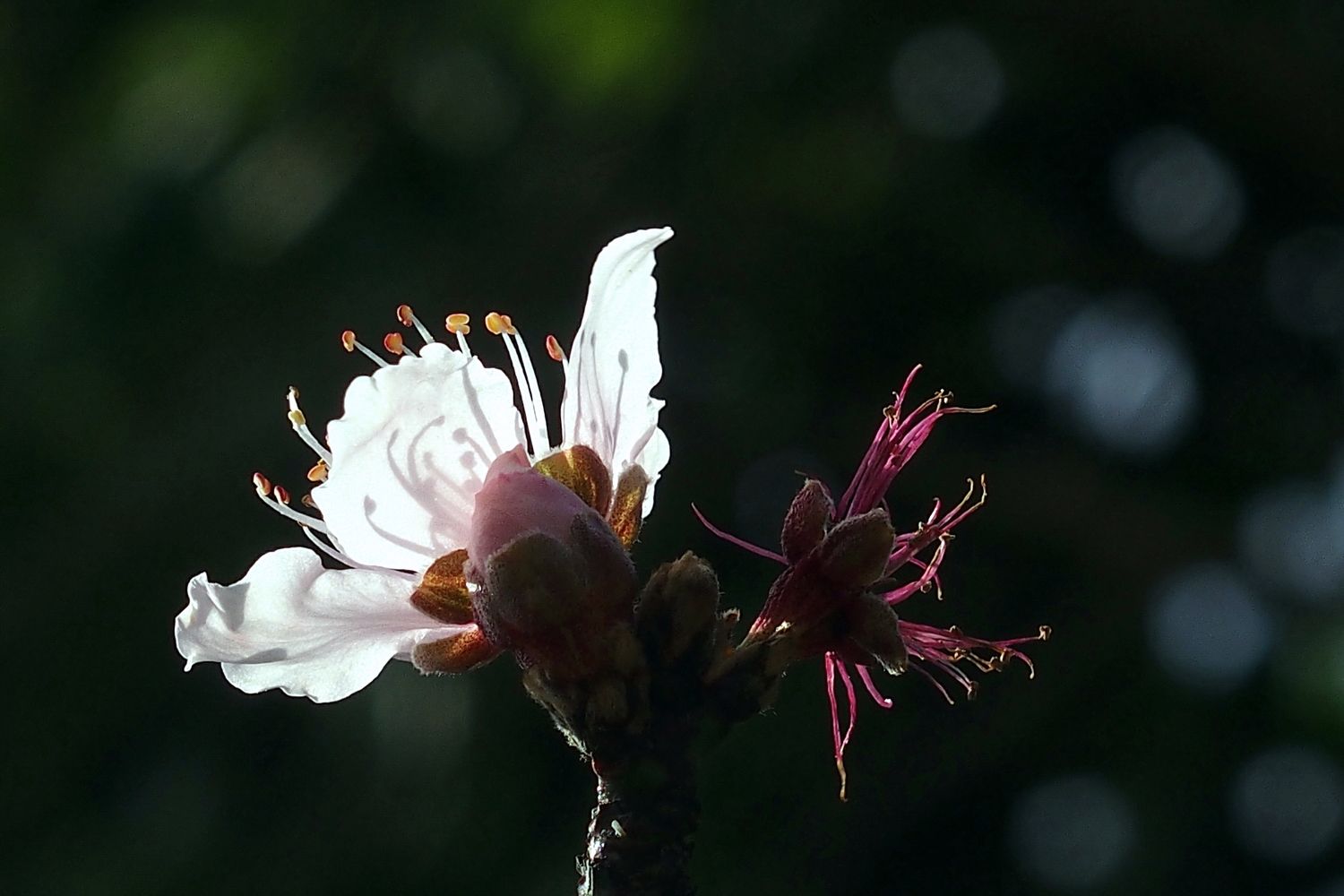 陳永鑑_櫻桃花作品_20220211e.jpg