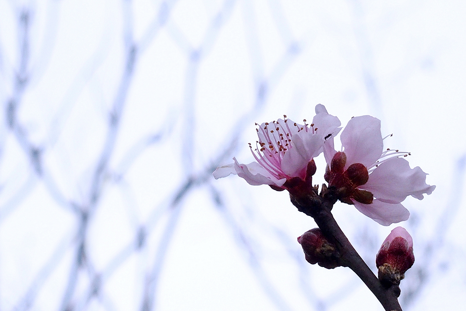 陳永鑑_櫻桃花作品_20220212c.jpg