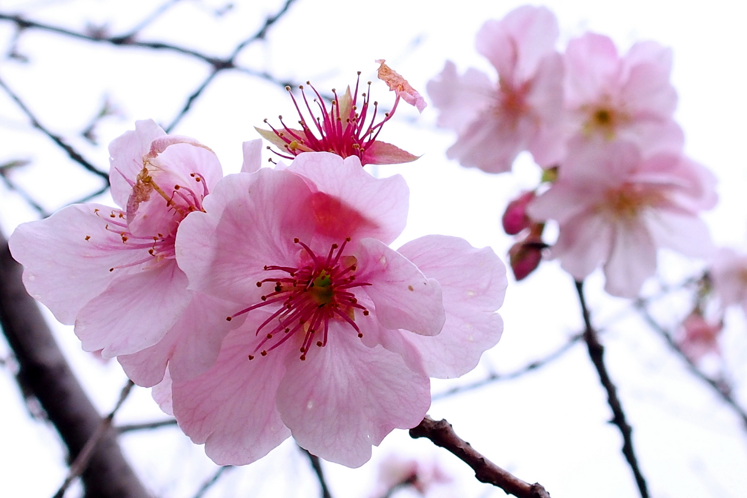 陳永鑑_櫻桃花作品_20220213f.jpg