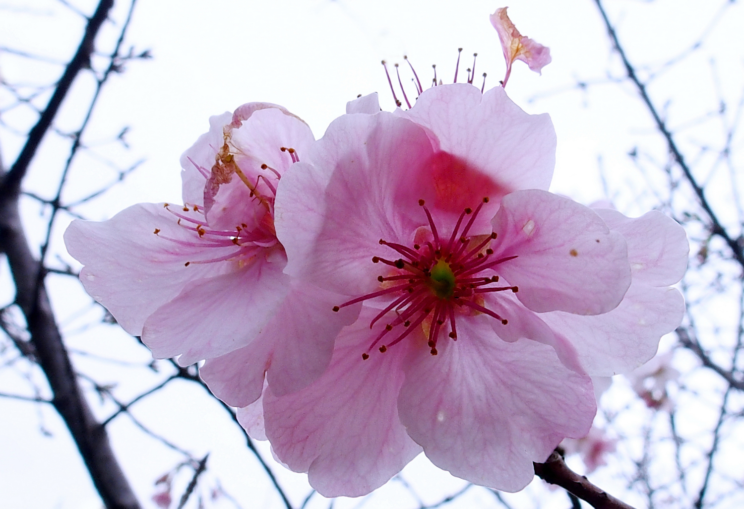 陳永鑑_櫻桃花作品_20220213c.jpg