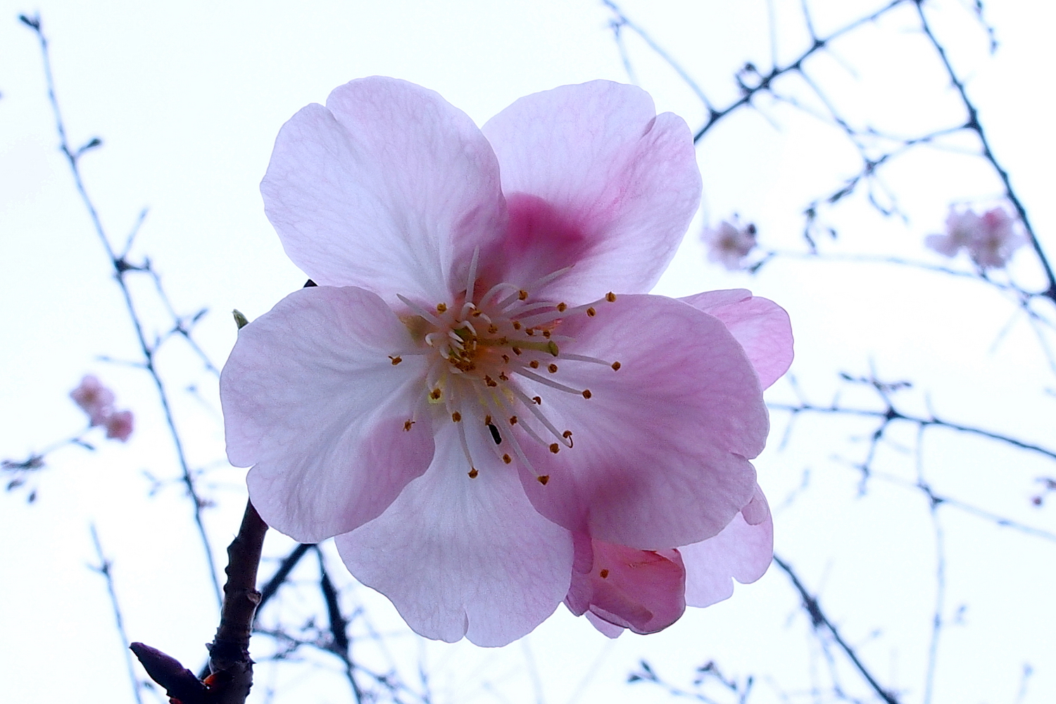 陳永鑑_櫻桃花作品_20220213a.jpg