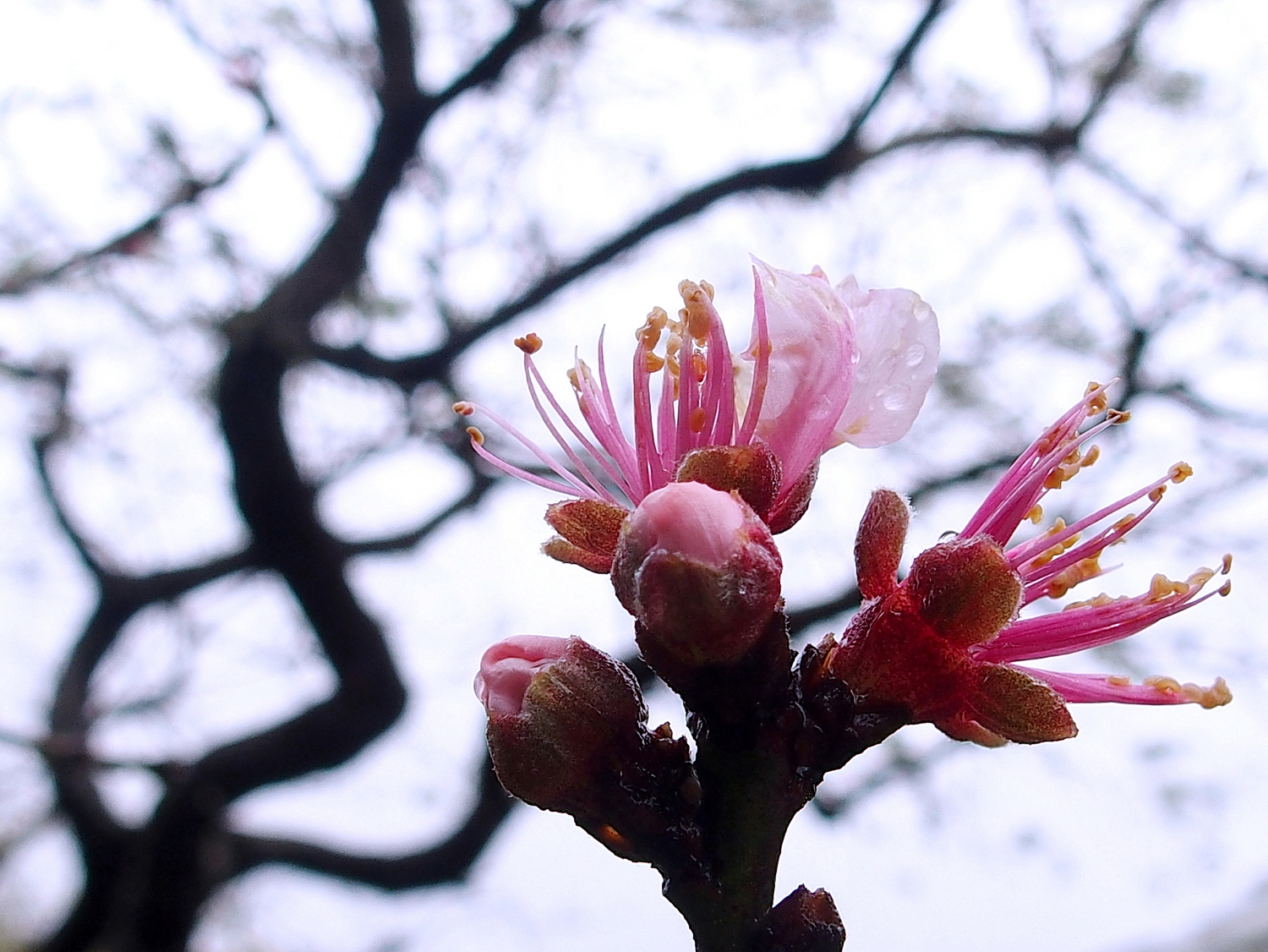 陳永鑑_櫻桃花作品_20220214a.jpg