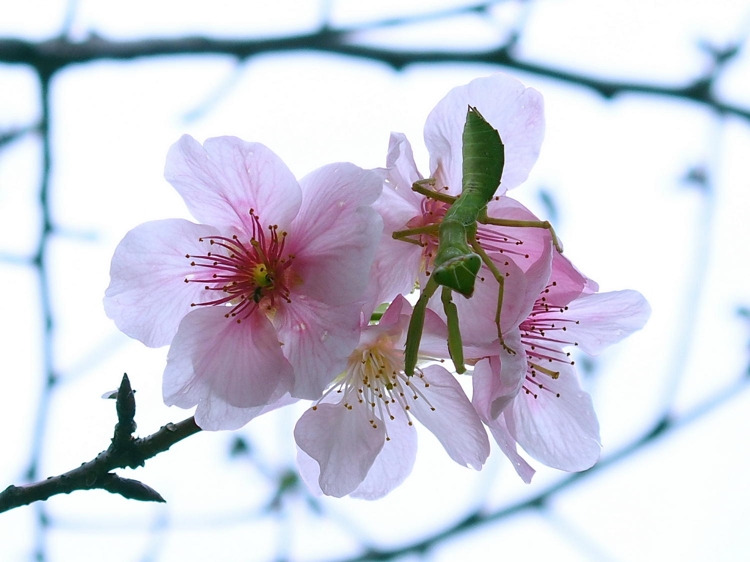 陳永鑑_櫻桃花作品_20220213i.jpg
