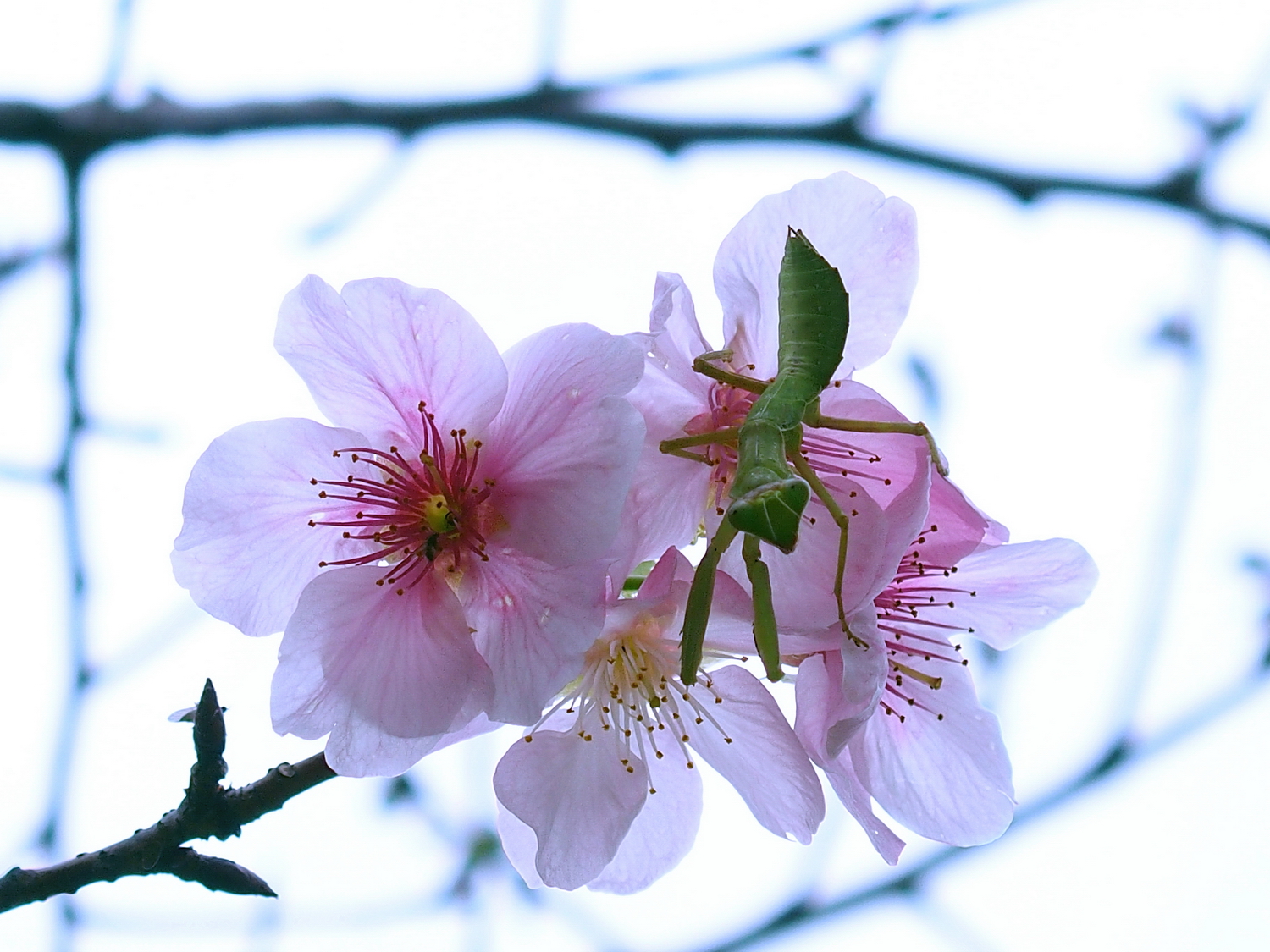 陳永鑑_櫻桃花作品_20220213h.jpg