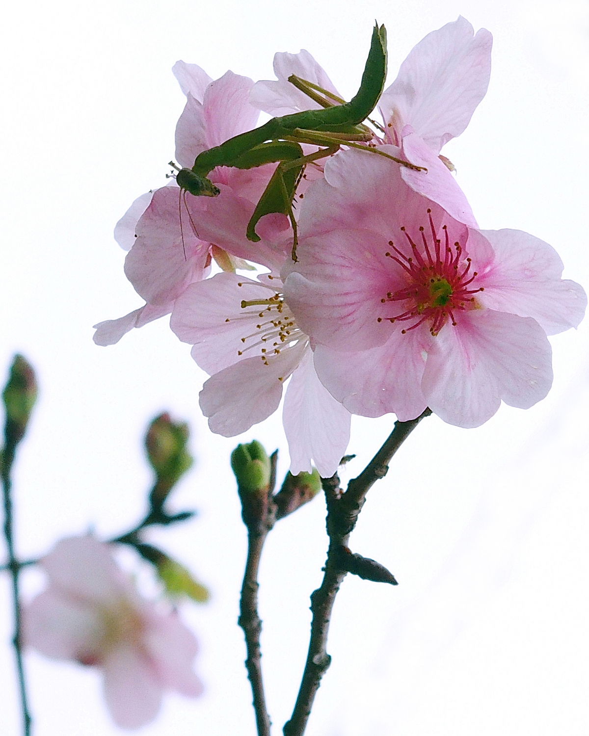 陳永鑑_櫻桃花作品_20220214q.jpg