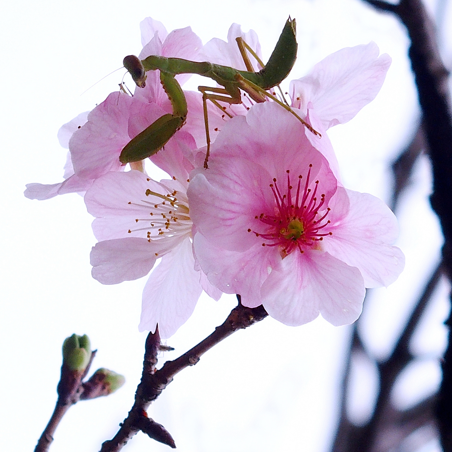 陳永鑑_櫻桃花作品_20220214p.jpg