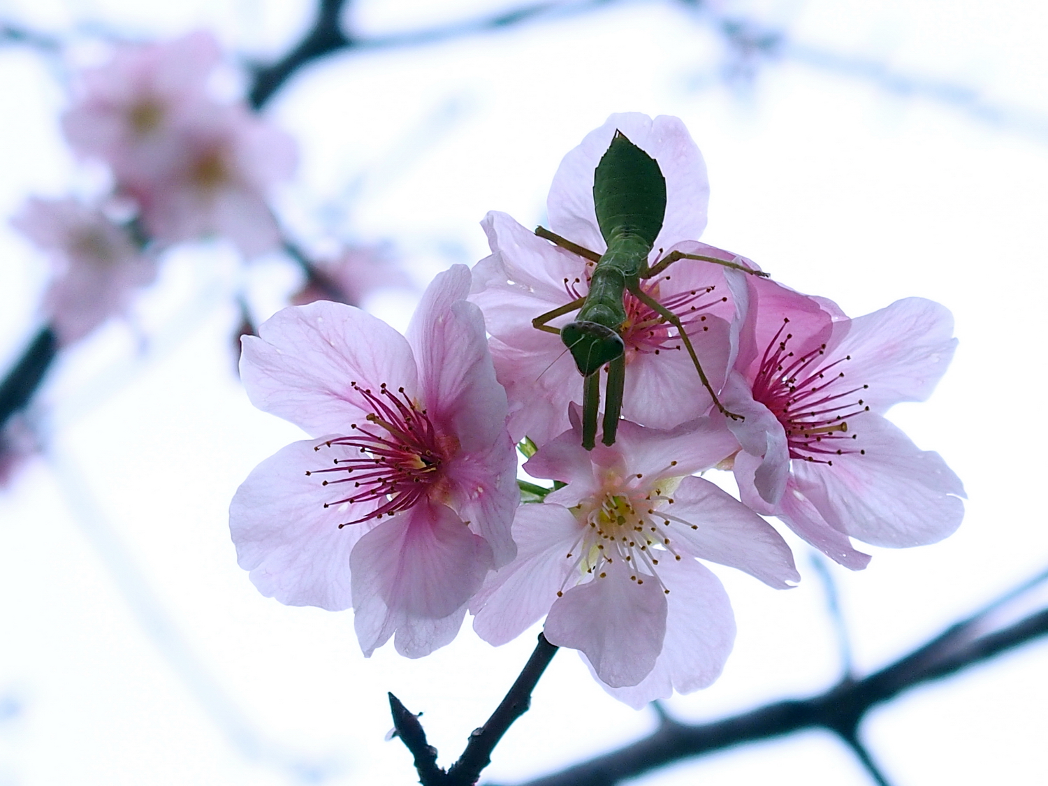 陳永鑑_櫻桃花作品_20220214m.jpg