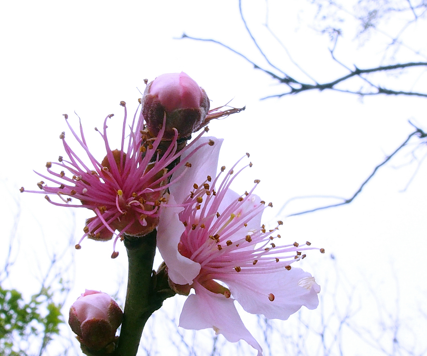 陳永鑑_櫻桃花作品_20220215g.jpg