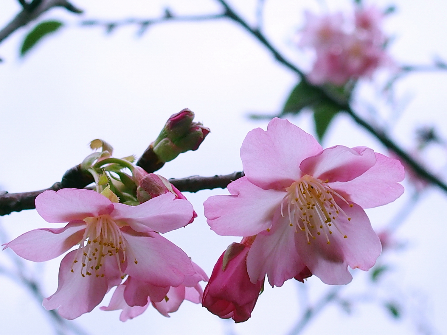 陳永鑑_櫻桃花作品_20220215n.jpg