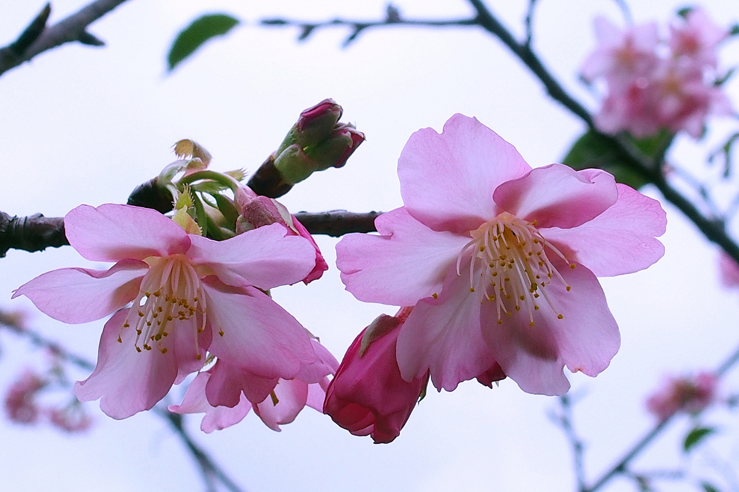 陳永鑑_櫻桃花作品_20220215m.jpg