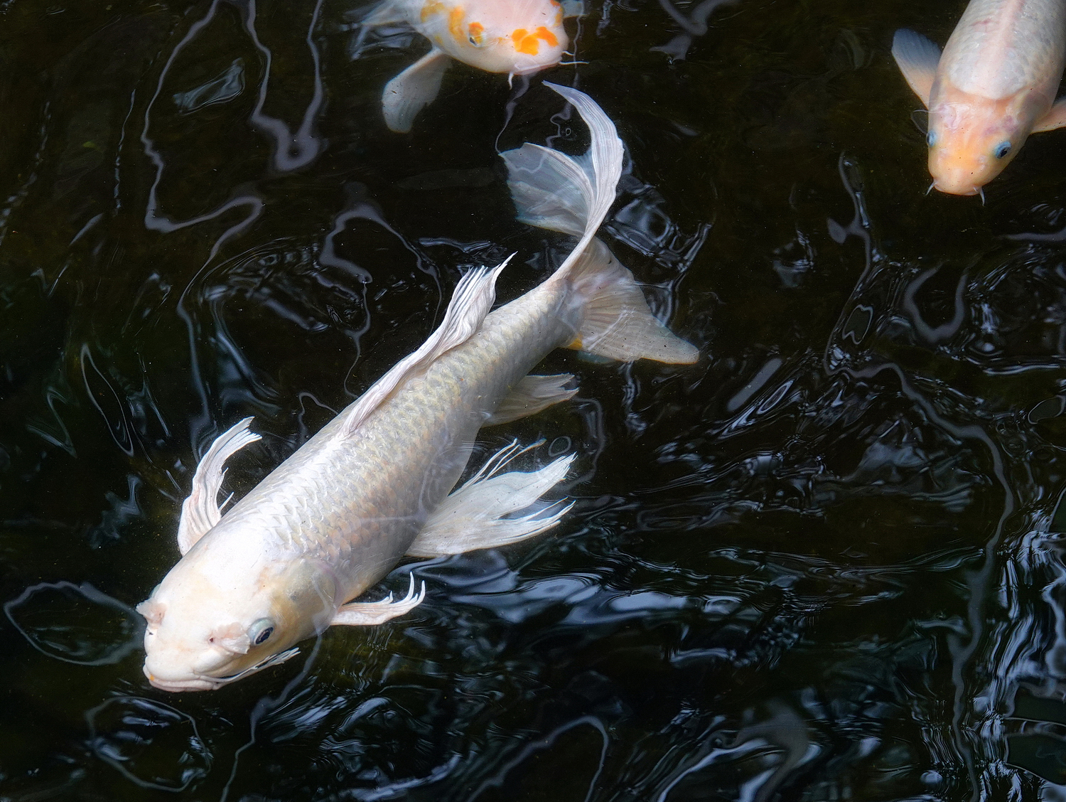 陳永鑑_錦鯉遊蹤_20220214d.jpg