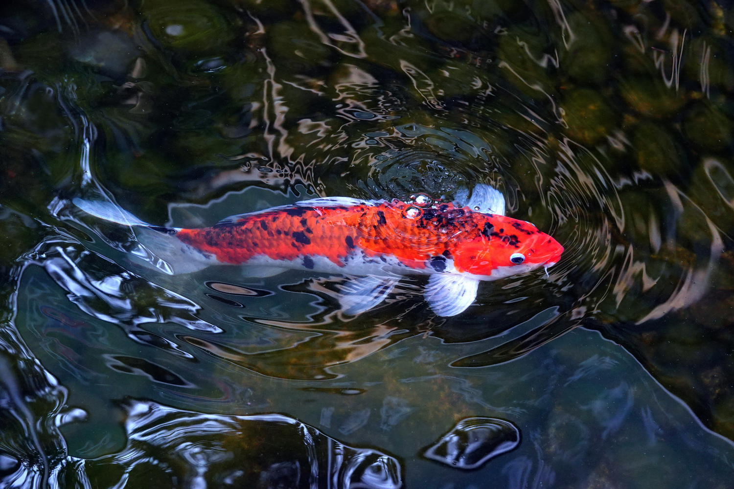 陳永鑑_錦鯉遊蹤_20220214m.jpg