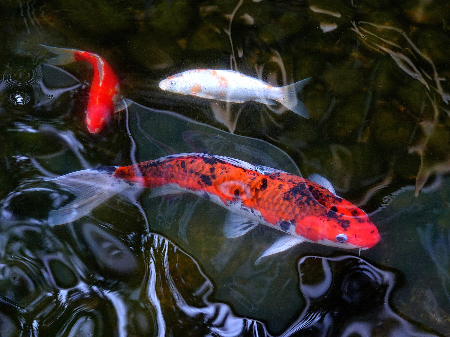 陳永鑑_錦鯉遊蹤_20220214l.jpg
