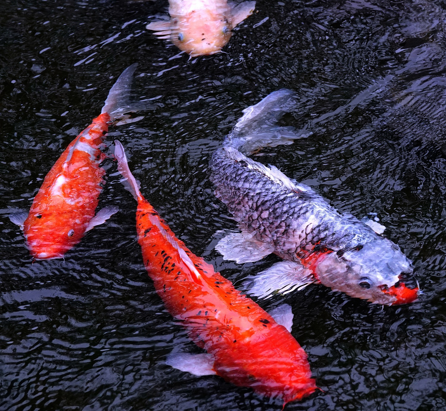 陳永鑑_錦鯉遊蹤_20220215e.jpg