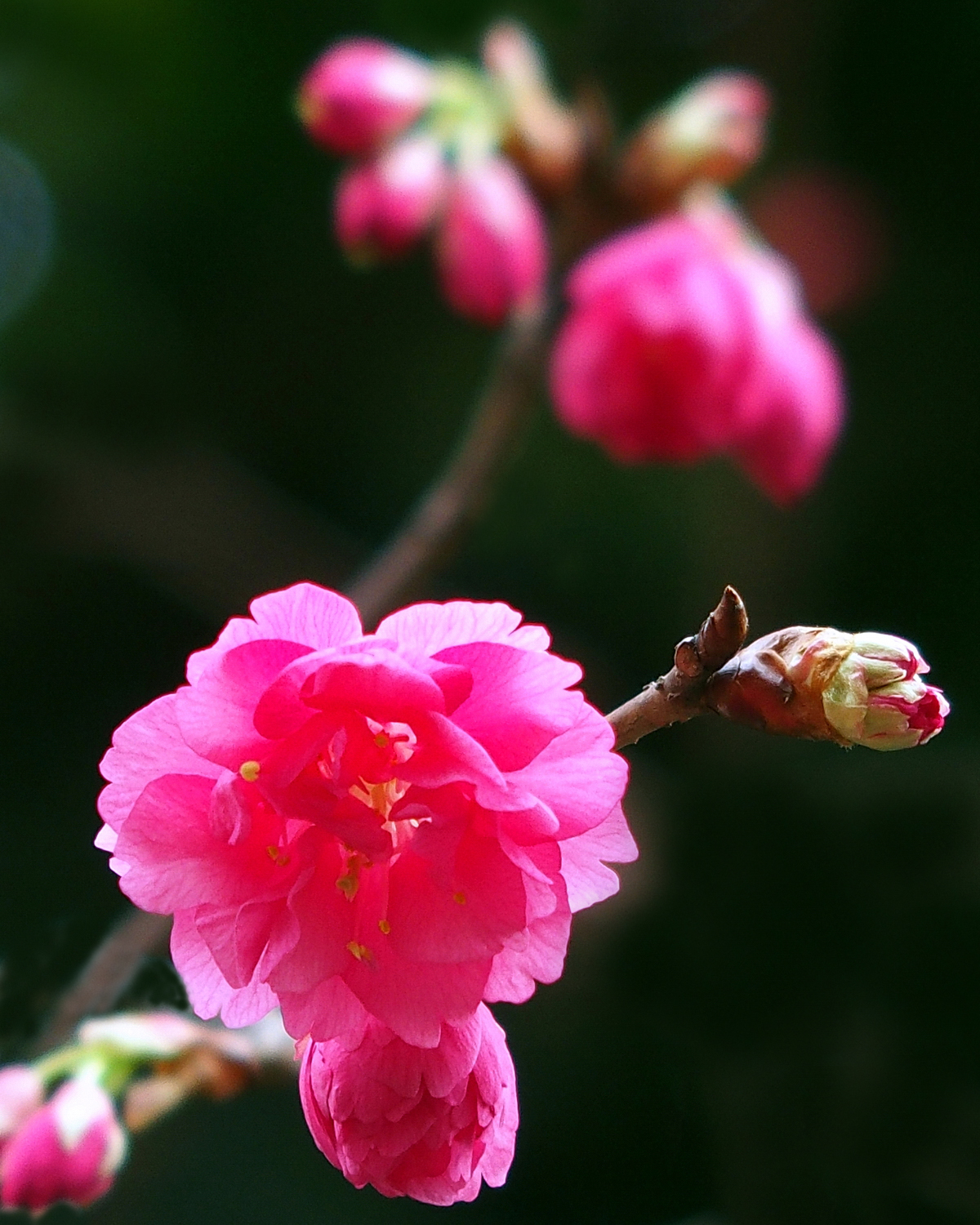陳永鑑_櫻桃花作品_20220219e.jpg