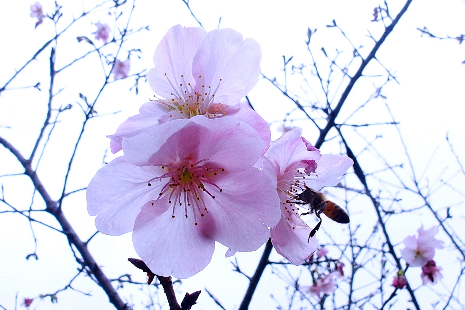 陳永鑑_櫻桃花作品_20220220f.jpg