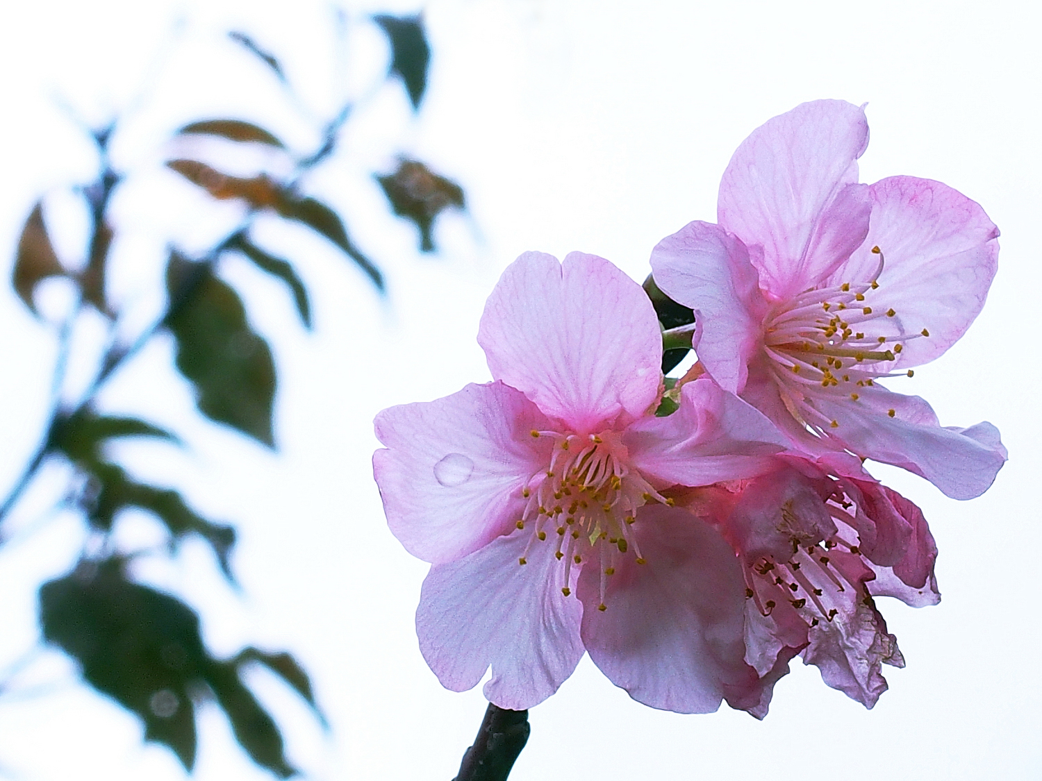 陳永鑑_櫻桃花作品_20220220c.jpg