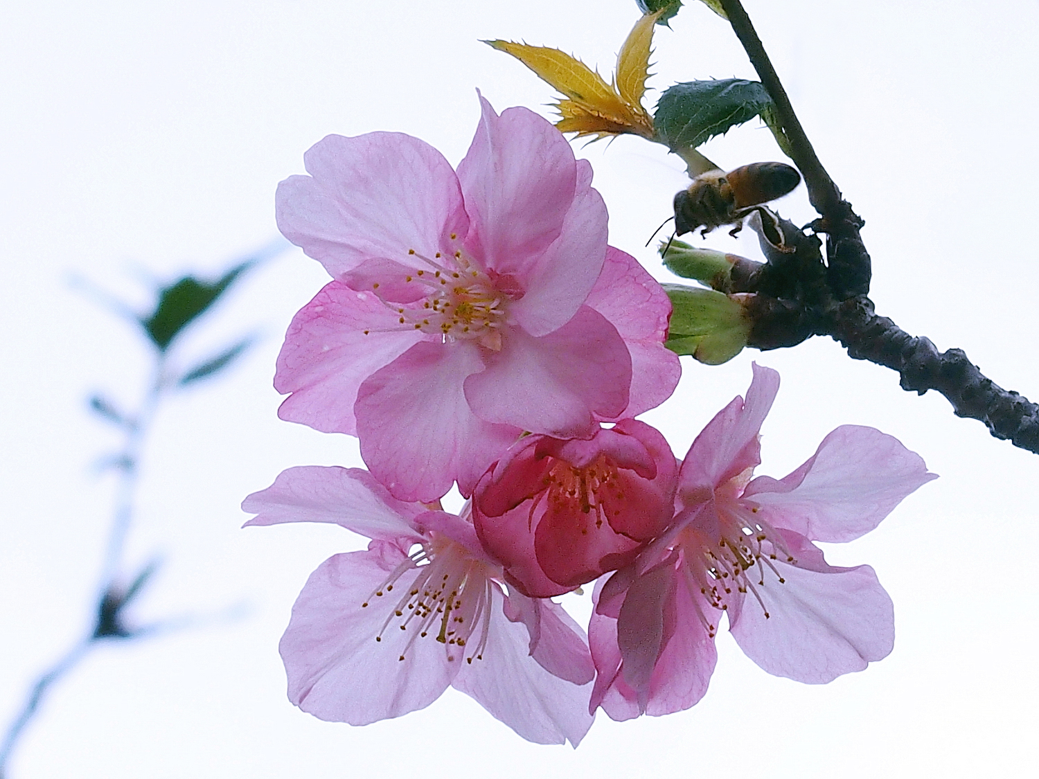 陳永鑑_櫻桃花作品_20220220b.jpg