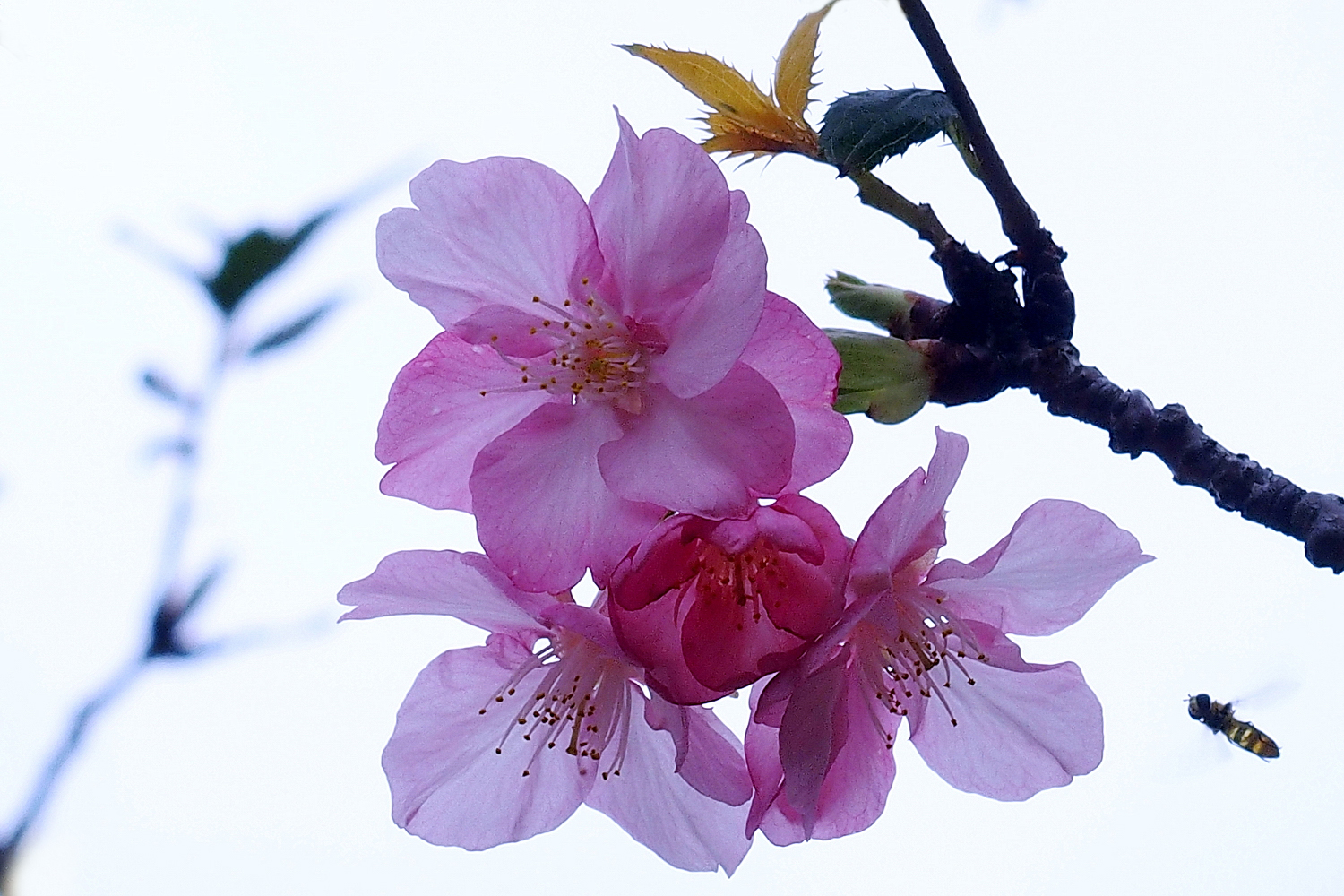陳永鑑_櫻桃花作品_20220220a.jpg