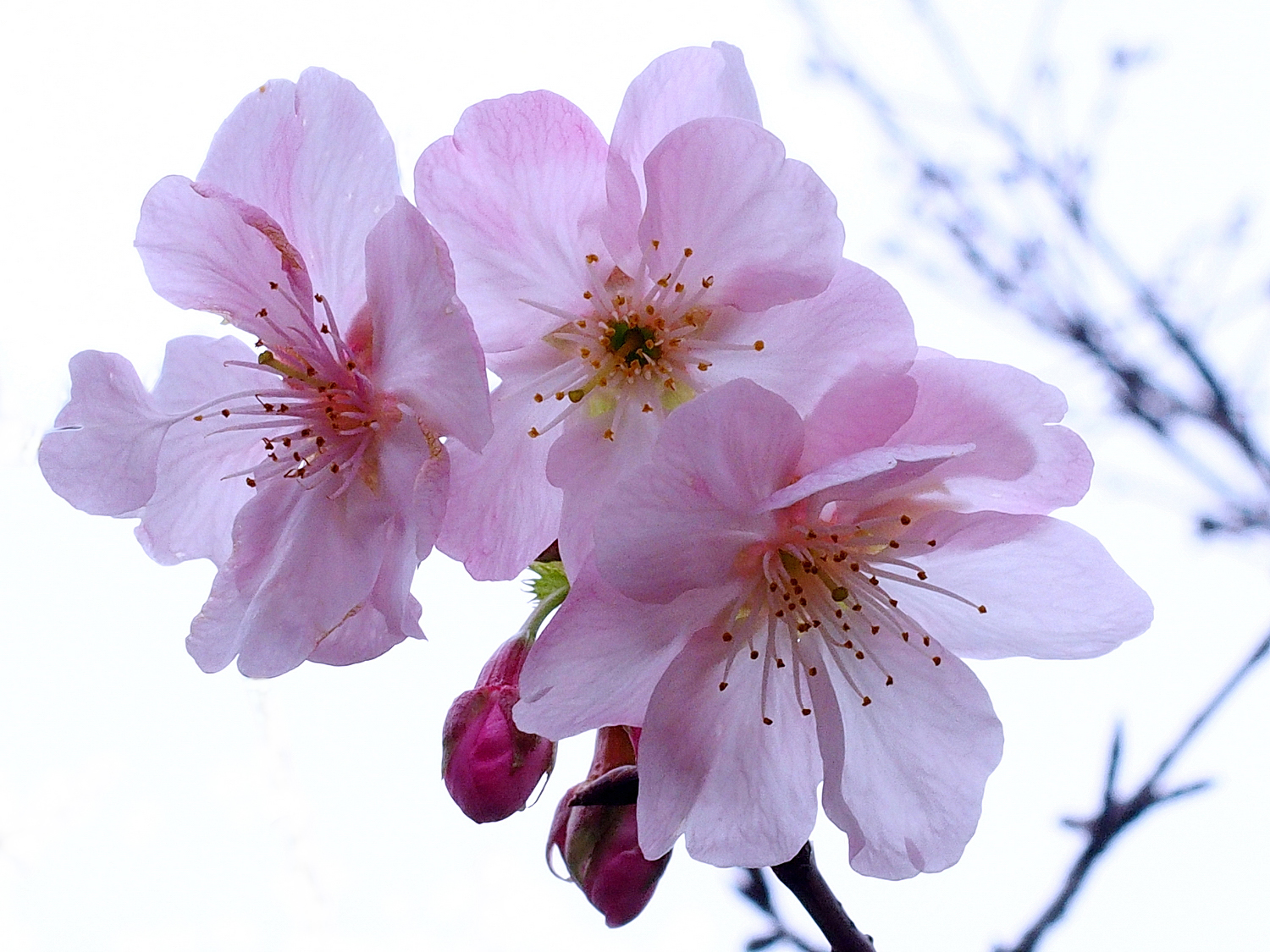 陳永鑑_櫻桃花作品_20220220p.jpg