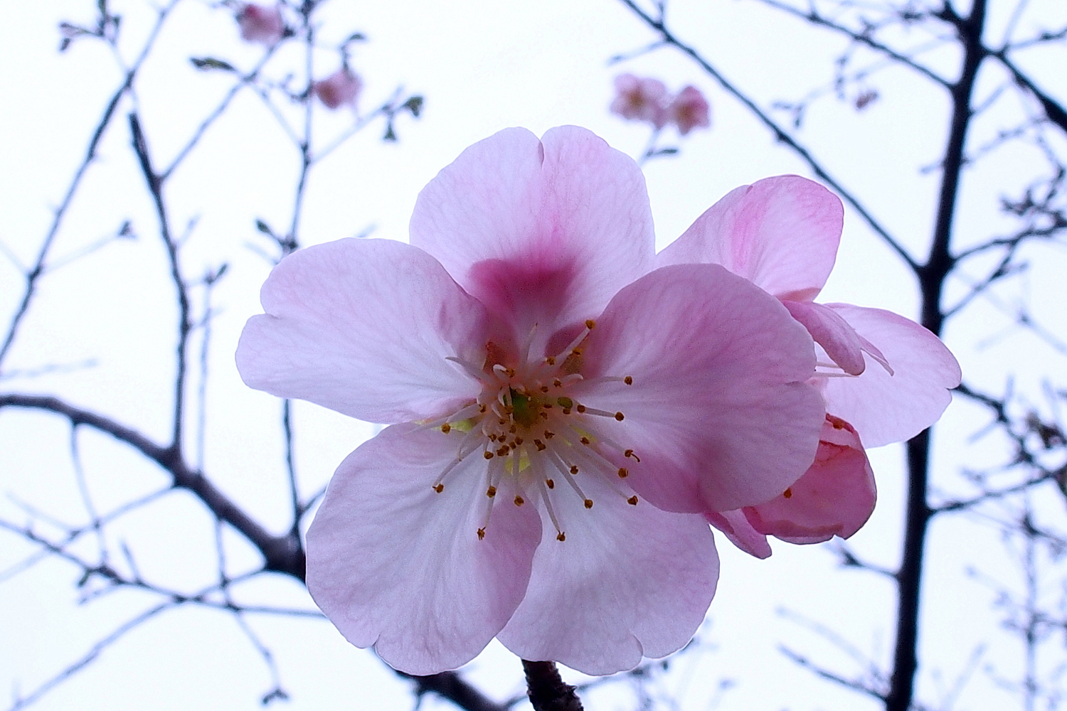 陳永鑑_櫻桃花作品_20220220o.jpg