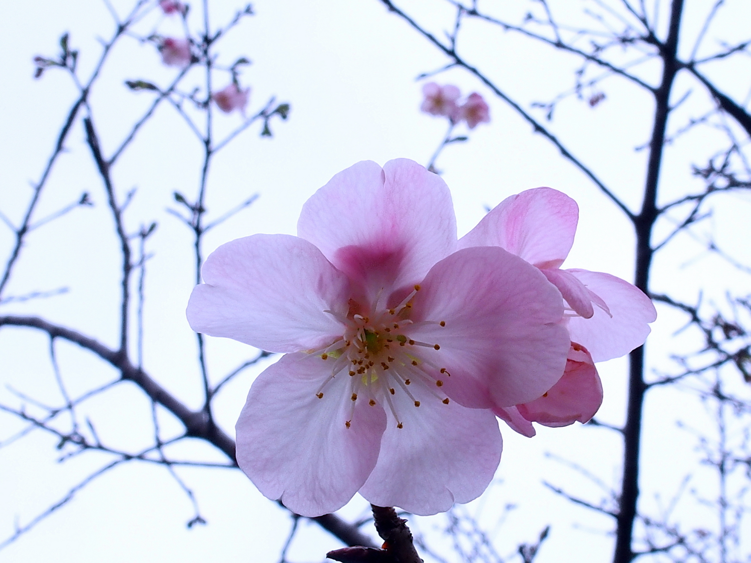 陳永鑑_櫻桃花作品_20220220n.jpg