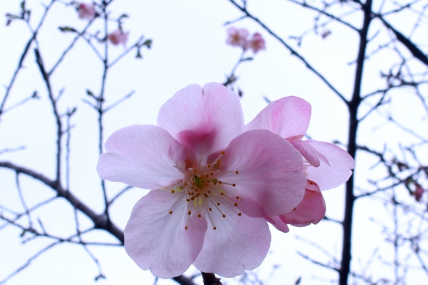 陳永鑑_櫻桃花作品_20220220m.jpg