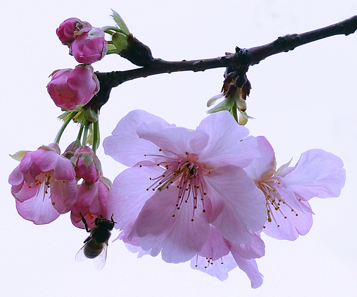 陳永鑑_櫻桃花作品_20220220l.jpg
