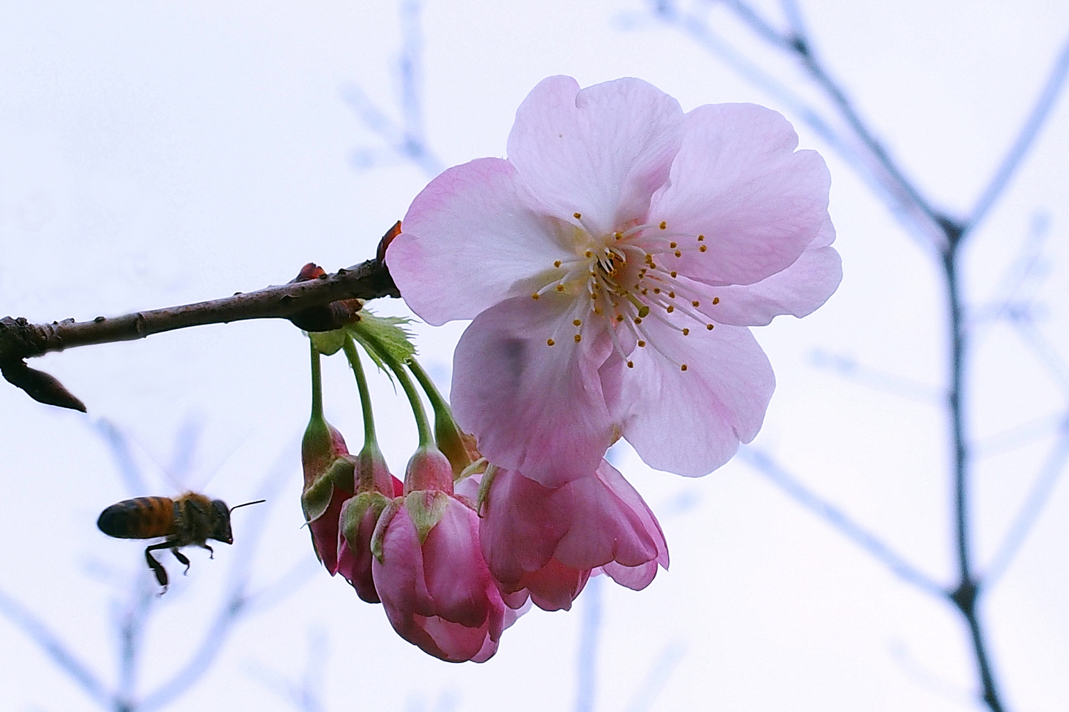 陳永鑑_櫻桃花作品_20220220j.jpg