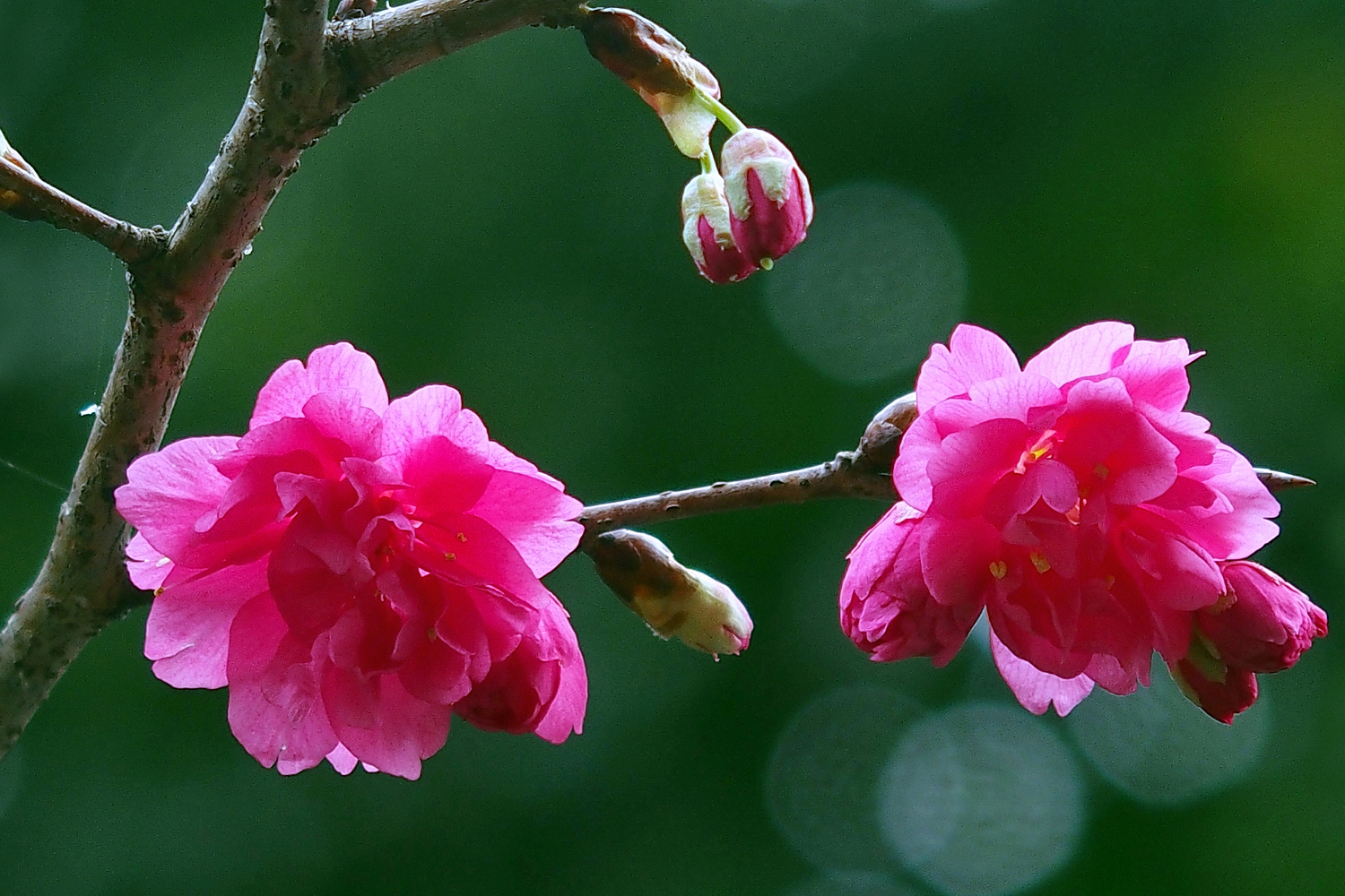陳永鑑_櫻桃花作品_20220221g.jpg