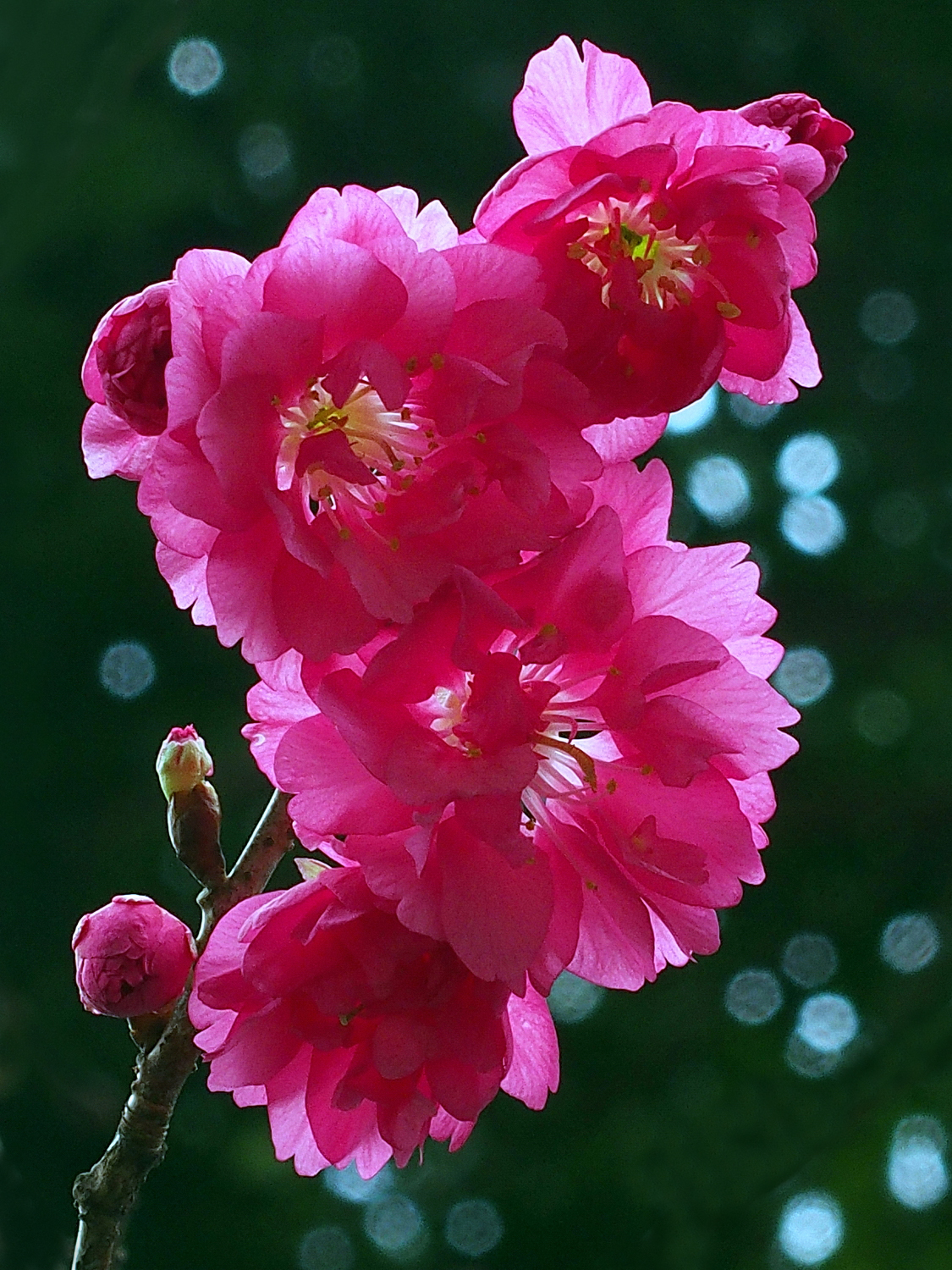陳永鑑_櫻桃花作品_20220221f.jpg
