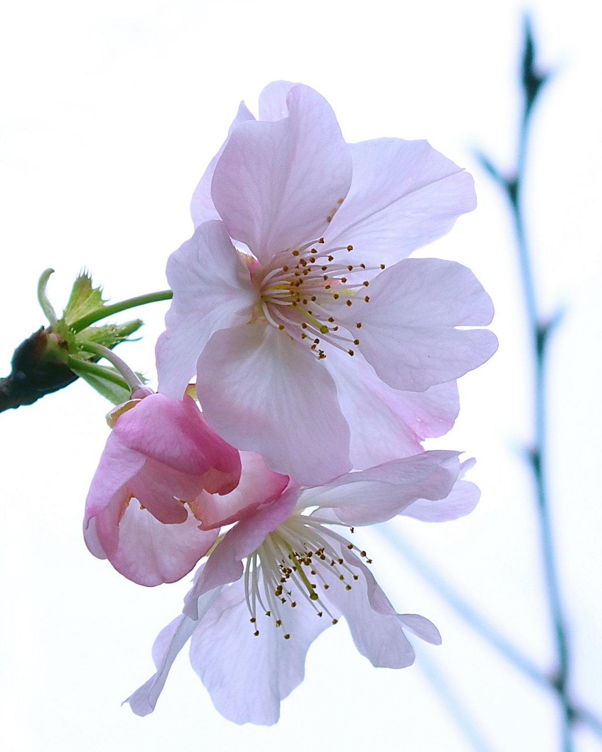 陳永鑑_櫻桃花作品_20220221e.jpg