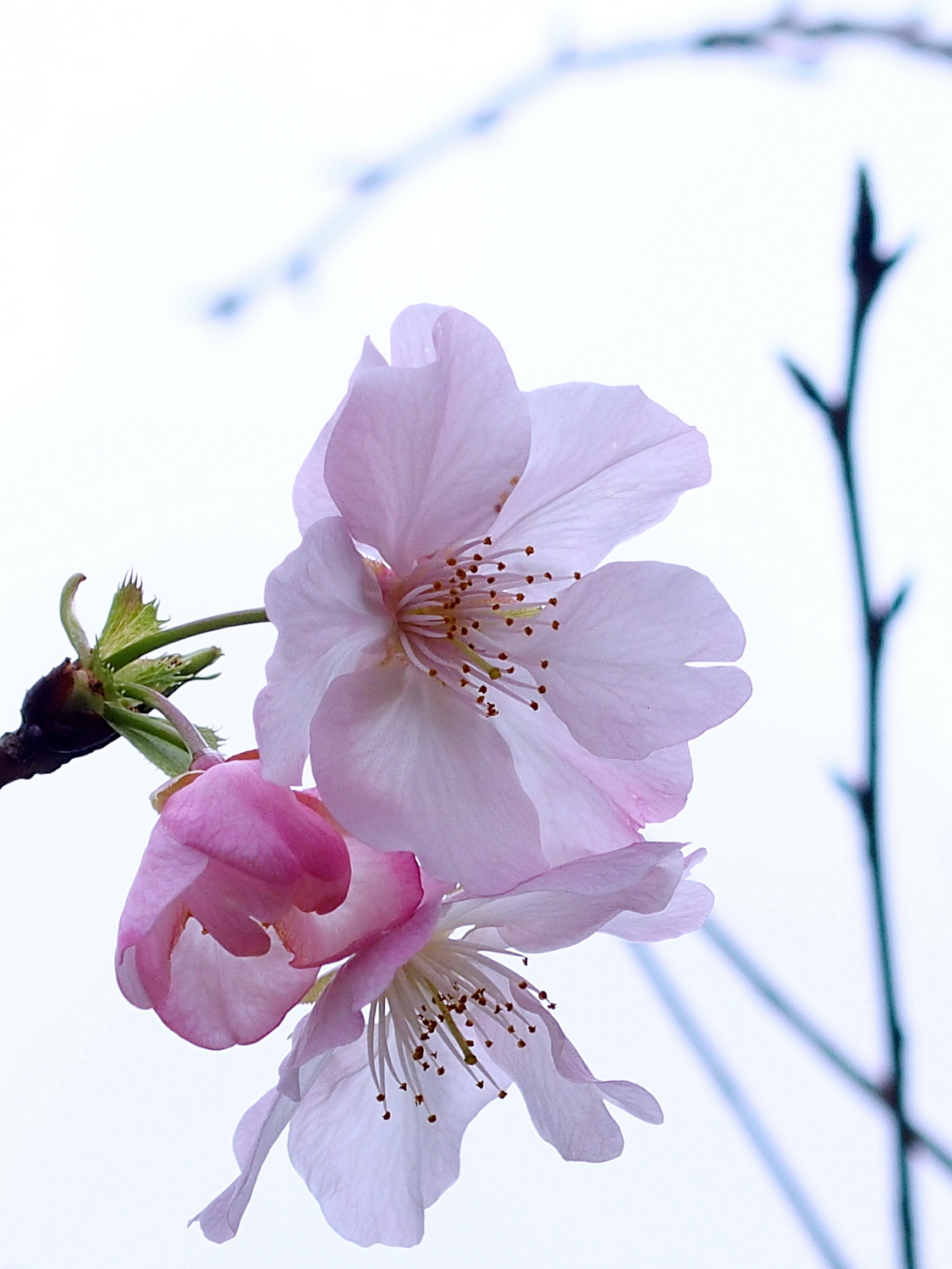 陳永鑑_櫻桃花作品_20220221d.jpg