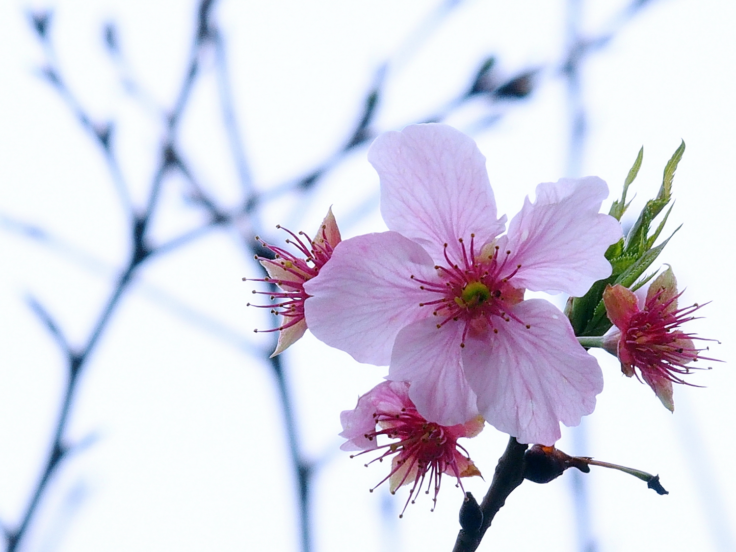 陳永鑑_櫻桃花作品_20220221c.jpg