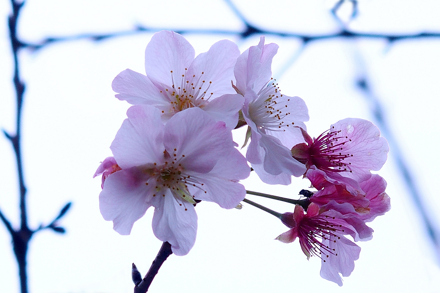 陳永鑑_櫻桃花作品_20220221a.jpg
