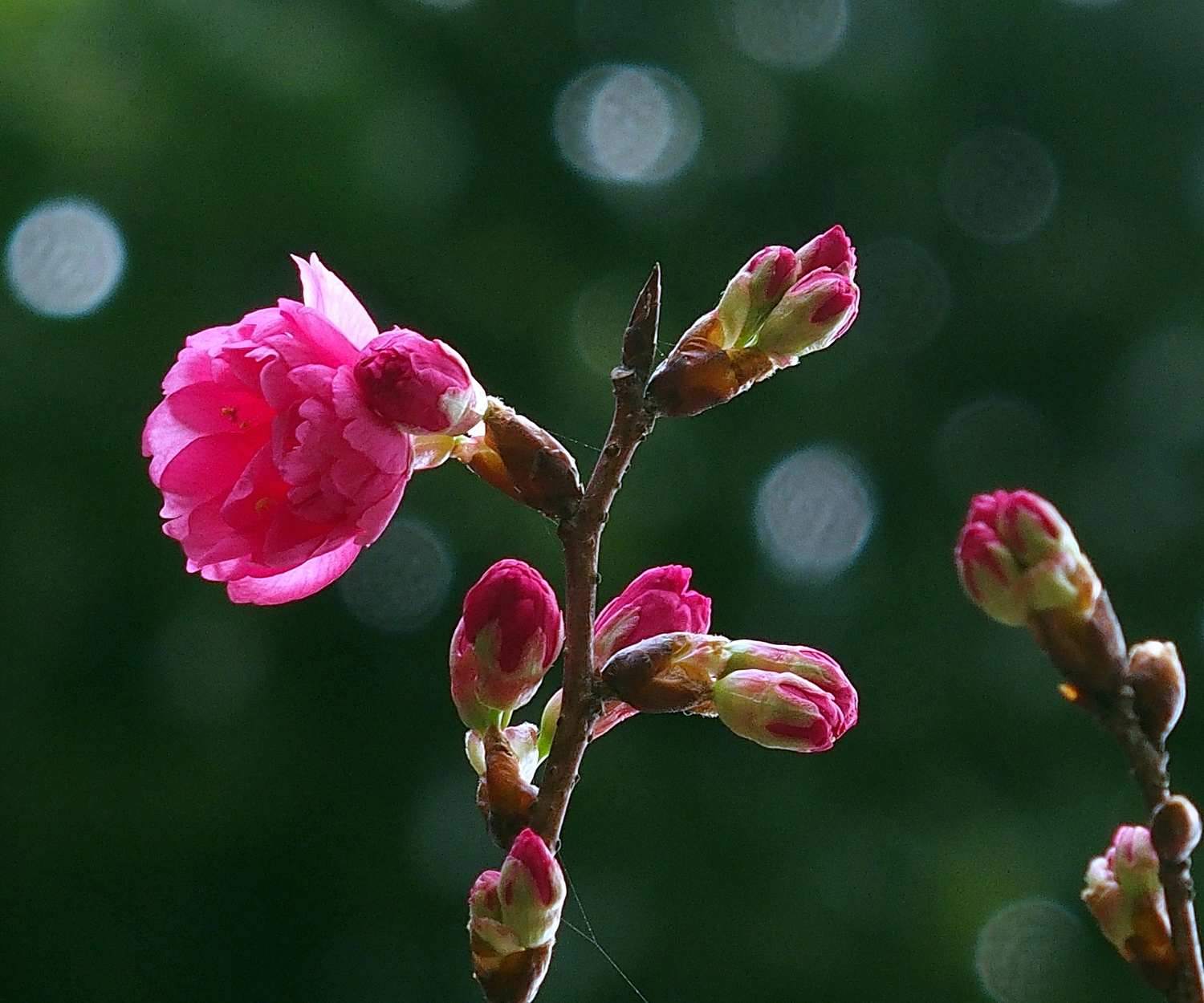 陳永鑑_櫻桃花作品_20220222f.jpg