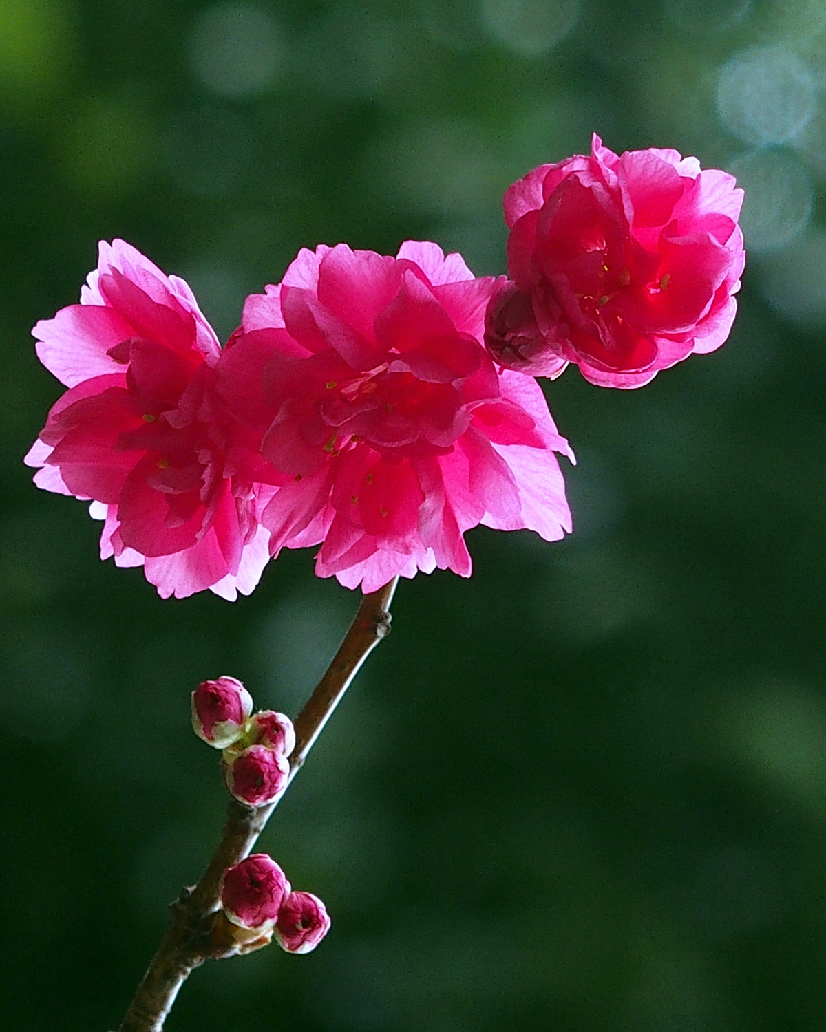 陳永鑑_櫻桃花作品_20220222a.jpg
